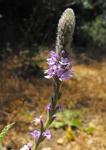 Verbena lasiostachys